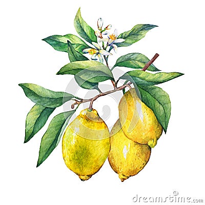 Fresh citrus fruit lemon on a branch with fruits, green leaves, buds and flowers. Stock Photo