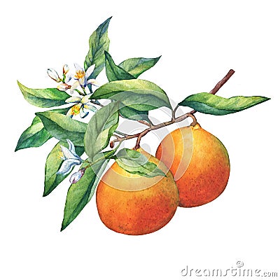 Fresh citrus fruit oranges on a branch with fruits, green leaves, buds and flowers. Stock Photo