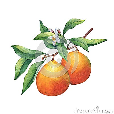 Fresh citrus fruit oranges on a branch with fruits, green leaves, buds and flowers. Stock Photo