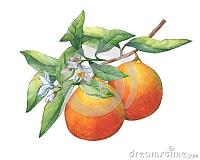 Fresh citrus fruit oranges on a branch with fruits, green leaves, buds and flowers. Stock Photo