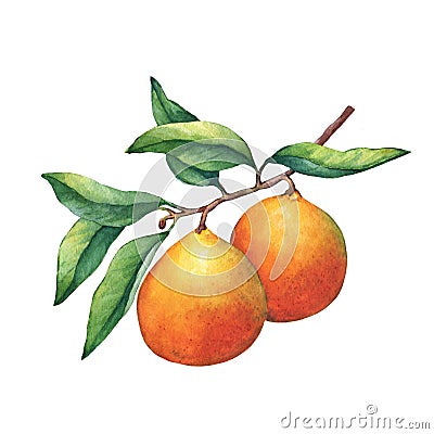 Fresh citrus fruit oranges on a branch with fruits and green leaves. Stock Photo