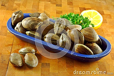 Fresh Clams Stock Photo