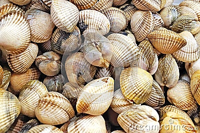 Fresh clams background, seashells close up, Spain Stock Photo