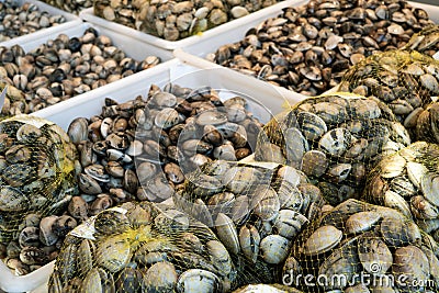 Fresh clams on crates for sale Stock Photo