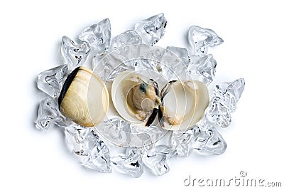 Fresh clams on ice cubes Stock Photo