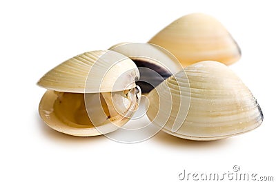 Fresh clams Stock Photo