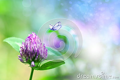 Fresh clover flower in nature, butterfly flies to a flower Stock Photo