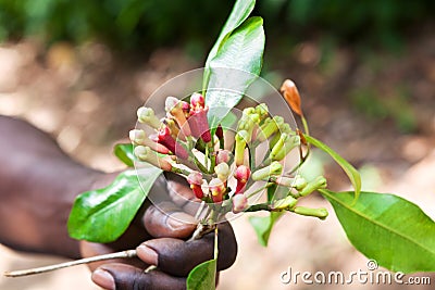 Fresh cloves in farmers hand. Stock Photo