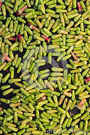 Fresh cloves harvested from field Stock Photo