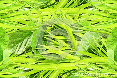 Fresh cluster bean or guar sing indian vegetable Stock Photo