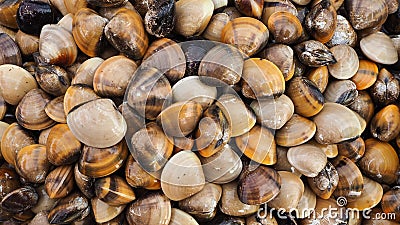 Fresh cockle Editorial Stock Photo
