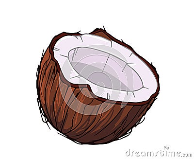 Fresh coconut. Cartoon vector icon isolated on white Vector Illustration