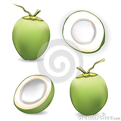 Fresh coconut with slice coconut on white background Vector Illustration
