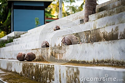 Fresh Coconuts lie on the steps of a staircase in the yard. Stock Photo