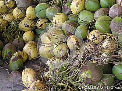 Fresh Coconuts, Puerto Rico Stock Photo