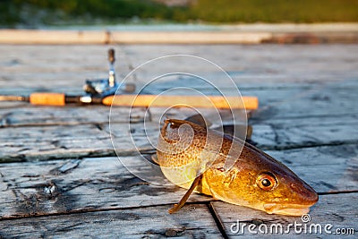 Fresh Cod Fish Stock Photos Image 11574783
