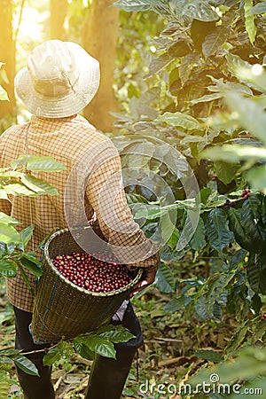 Fresh coffee bean Editorial Stock Photo