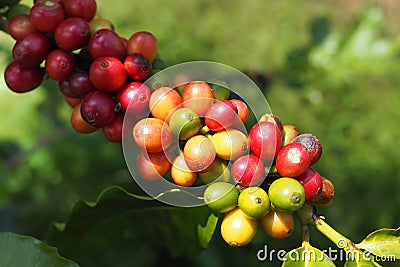 Fresh Coffee beans with gree leaves on tree in garden Stock Photo