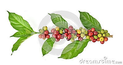 Fresh coffee beans isolated on white background Stock Photo