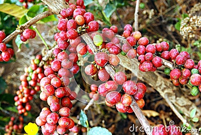 Fresh coffee grains on plant Stock Photo