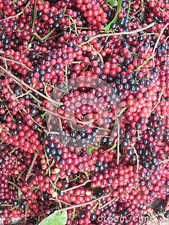 Fresh coffee in Laos Stock Photo