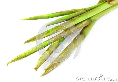 Fresh colocasia stem Stock Photo