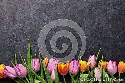 Fresh colorful tulip flowers Stock Photo