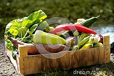 Fresh and colorful vegetables in the box in the garden close up. Healthy lifestyle concept with home grown bio vegetables Stock Photo