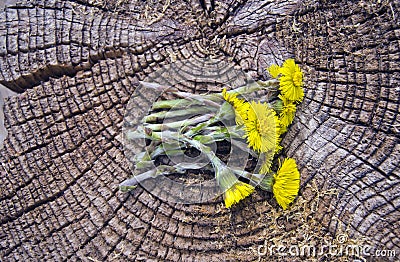 Fresh coltsfoot medical flowers on old wooden background Stock Photo