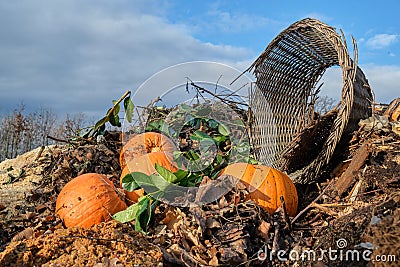 Fresh compost pile and old broken basket lit by the setting sun. Ecology and food waste concept Stock Photo