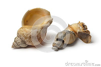 Fresh cooked common whelk Stock Photo
