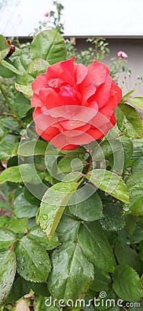 fresh coral rose Stock Photo