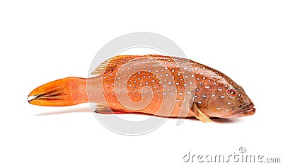 Fresh coral trout fish isolated on white background Stock Photo