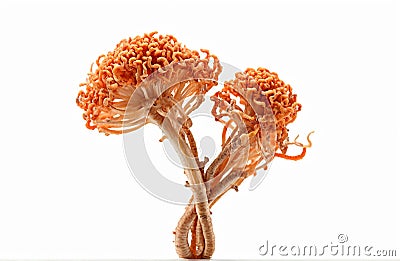 Fresh Cordyceps mushroom, cut out on white background Stock Photo