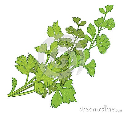 Fresh coriander herb, vector illustration Vector Illustration