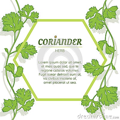 Fresh coriander herb, isolated banner, vector illustration Vector Illustration