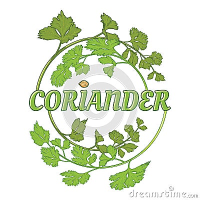 Fresh coriander herb, vector illustration logo Vector Illustration