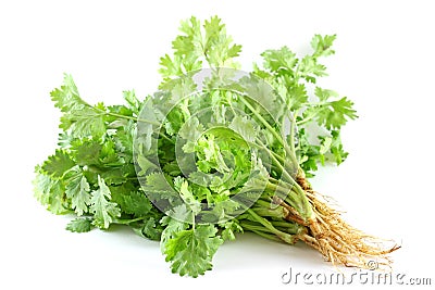 Fresh coriander (Leaves and Roots) Stock Photo