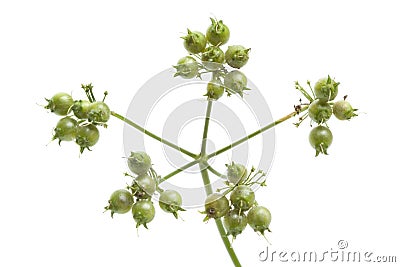 Fresh coriander seed close up Stock Photo