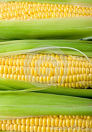 Fresh corn Stock Photo