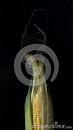 fresh corn on black background Stock Photo