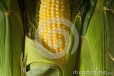 Fresh Corn on the cob Stock Photo