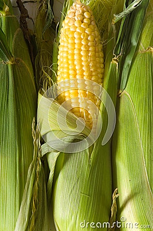 Fresh Corn on the cob Stock Photo
