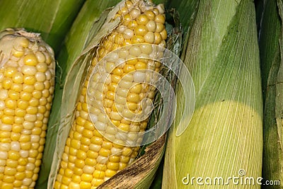 Fresh Corn On The Cob Partly In The Husk With Silks Stacked Vertically
