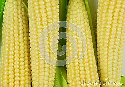 Fresh corn on cobs on rustic wooden table, closeup. Stock Photo