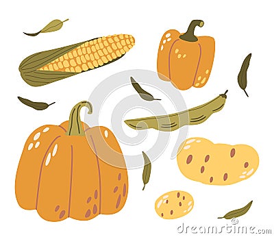 Fresh Corn, Pumpkin, Beans, And Potatoes Vegetables. Bountiful Autumn Harvest. Vibrant, Earthy Ingredients Vector Illustration
