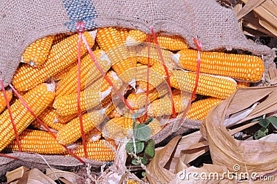 Fresh Corn sack from the corn field Stock Photo