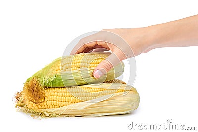 Fresh corn in Women Hand isolated on white background Stock Photo