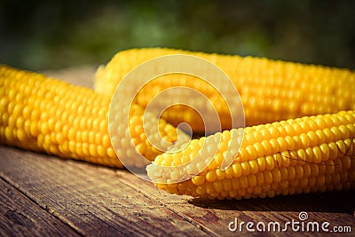 Corn Stock Photo