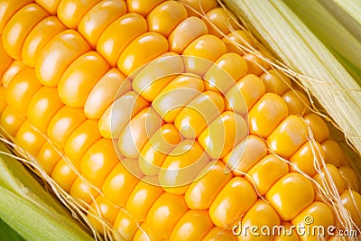 Fresh corncob Stock Photo